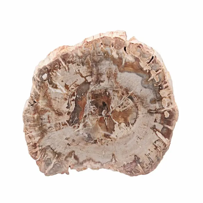 Zkamenělé dřevo leštěný řez 27 - cca 10 x 9,1 cm, 208 g