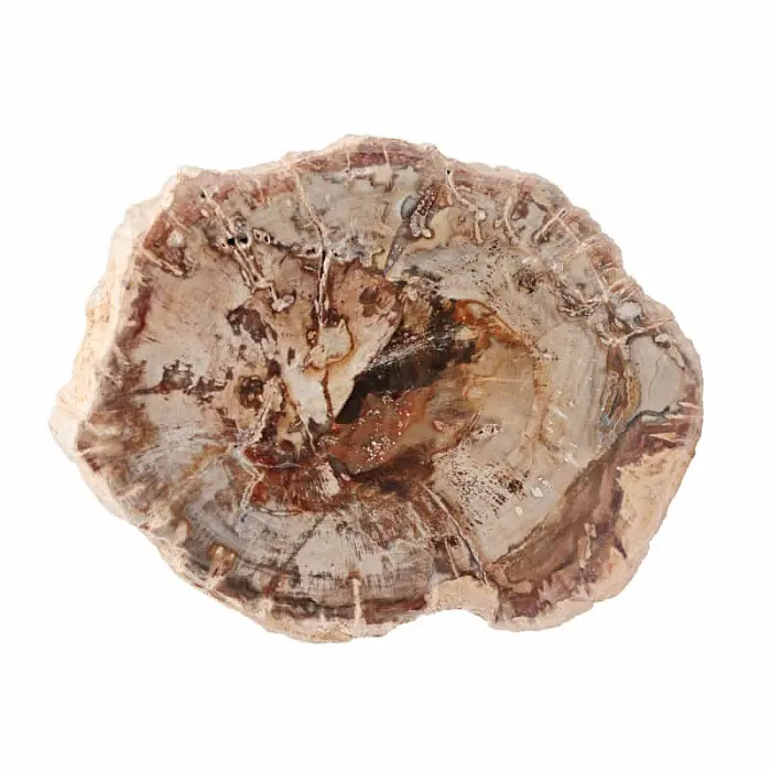 Zkamenělé dřevo leštěný řez 28 - cca 10 x 7,8 cm, 222 g