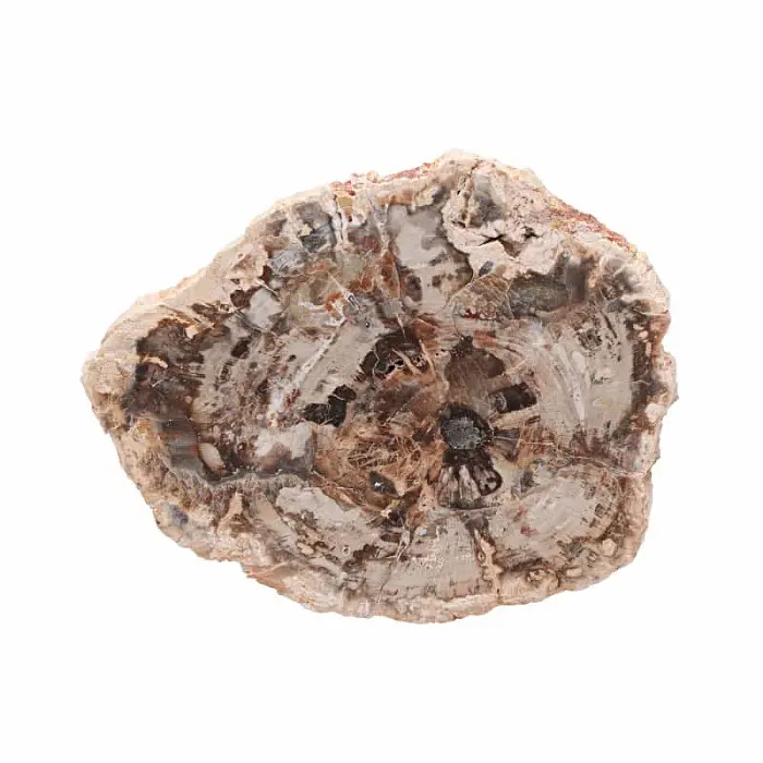 Zkamenělé dřevo leštěný řez 34 - cca 12 x 10 cm, 312 g