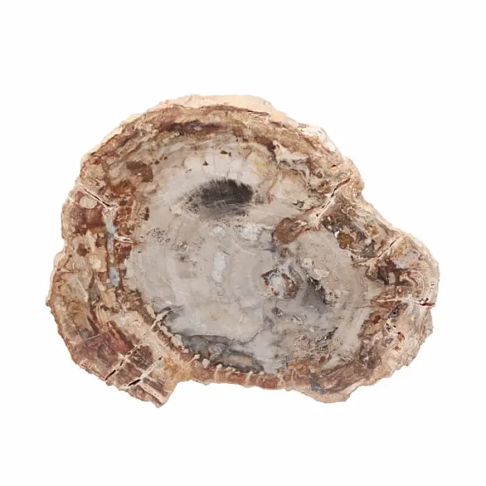 Zkamenělé dřevo leštěný řez 36 - cca 9,5 x 8,1 cm, 180 g