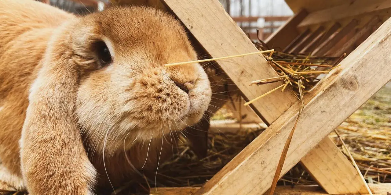 VIP prohlídka Farmaparku u Toma - pro 2, 4 nebo 6 osob