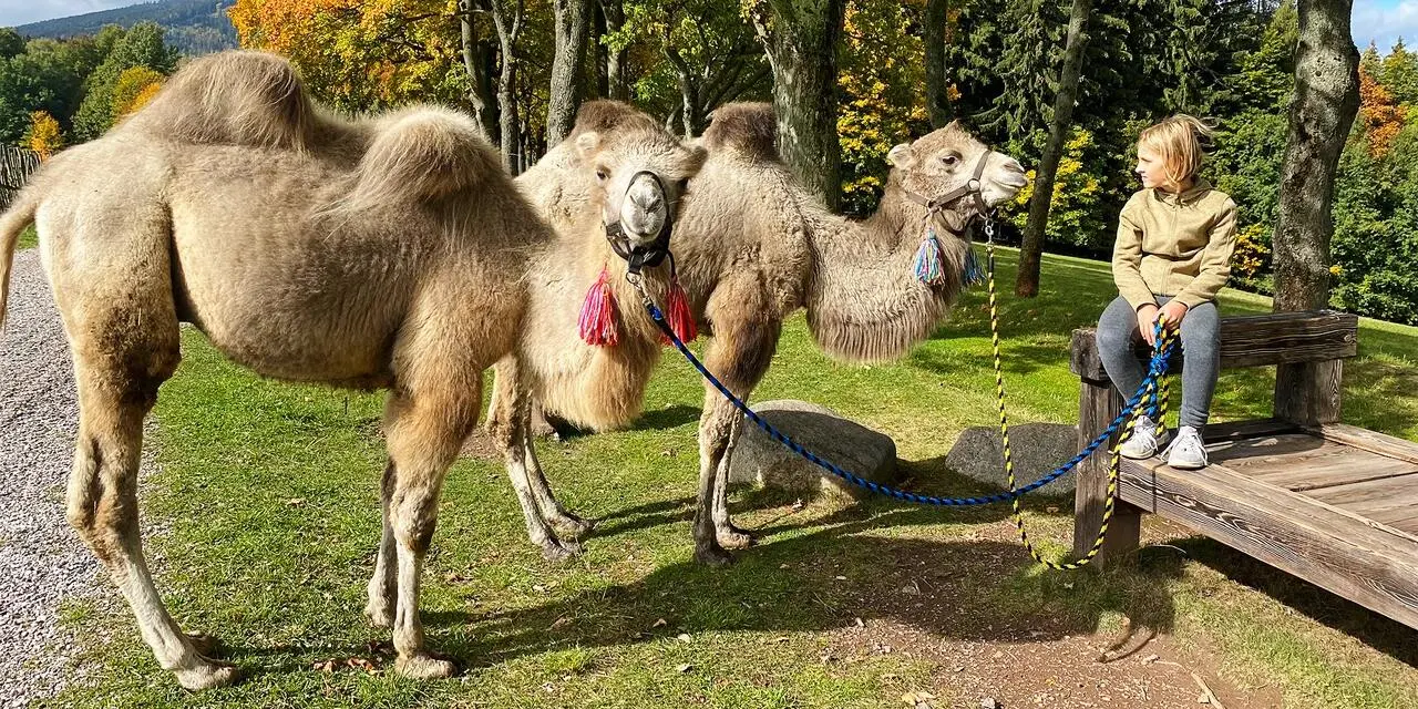 Cameltreking: Procházka s velbloudem - 3,5kilometrový okruh